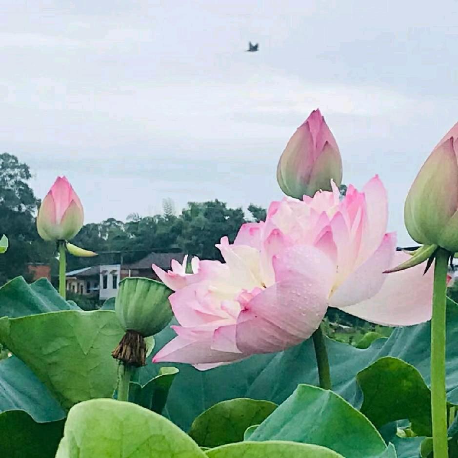 💖风雨💖兼程💖