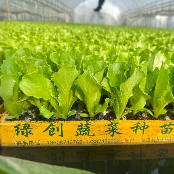 云南绿创种苗基地<专业水上漂苗>
