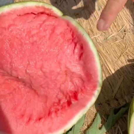 小曼代收瓜果蔬菜