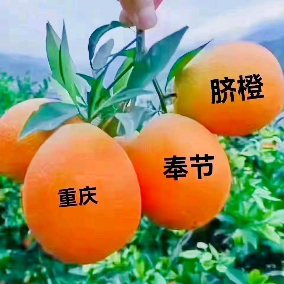 山猫  【奉节脐橙🍊】
