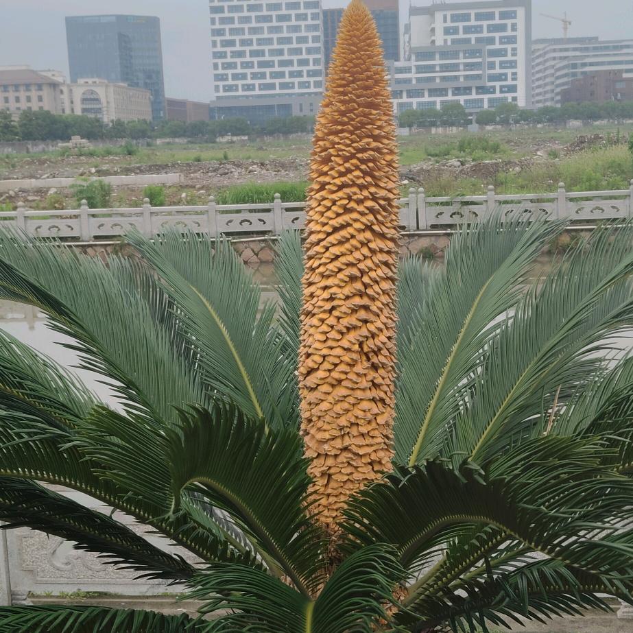 星图剪影