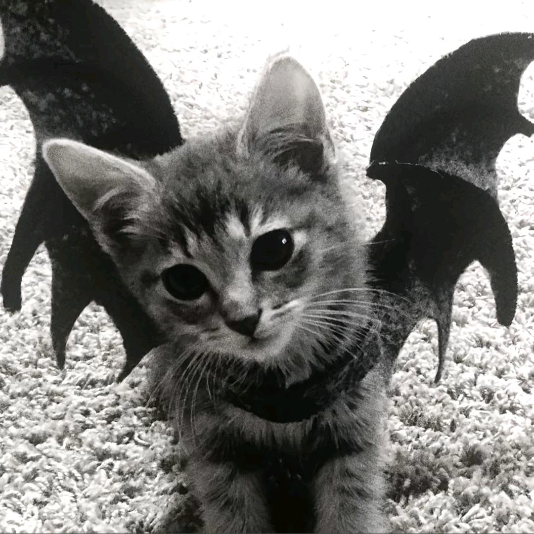 阿雯（努力开共创版）