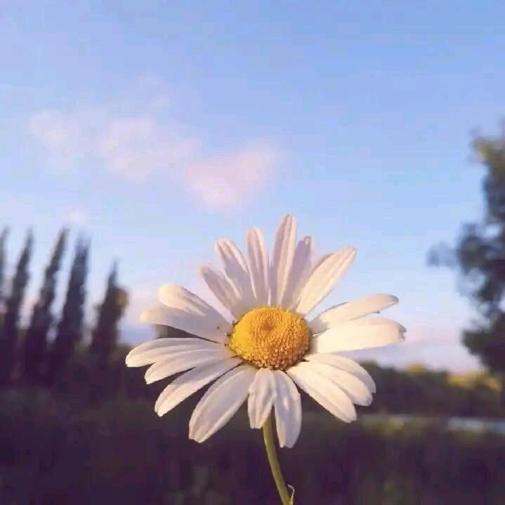 花火