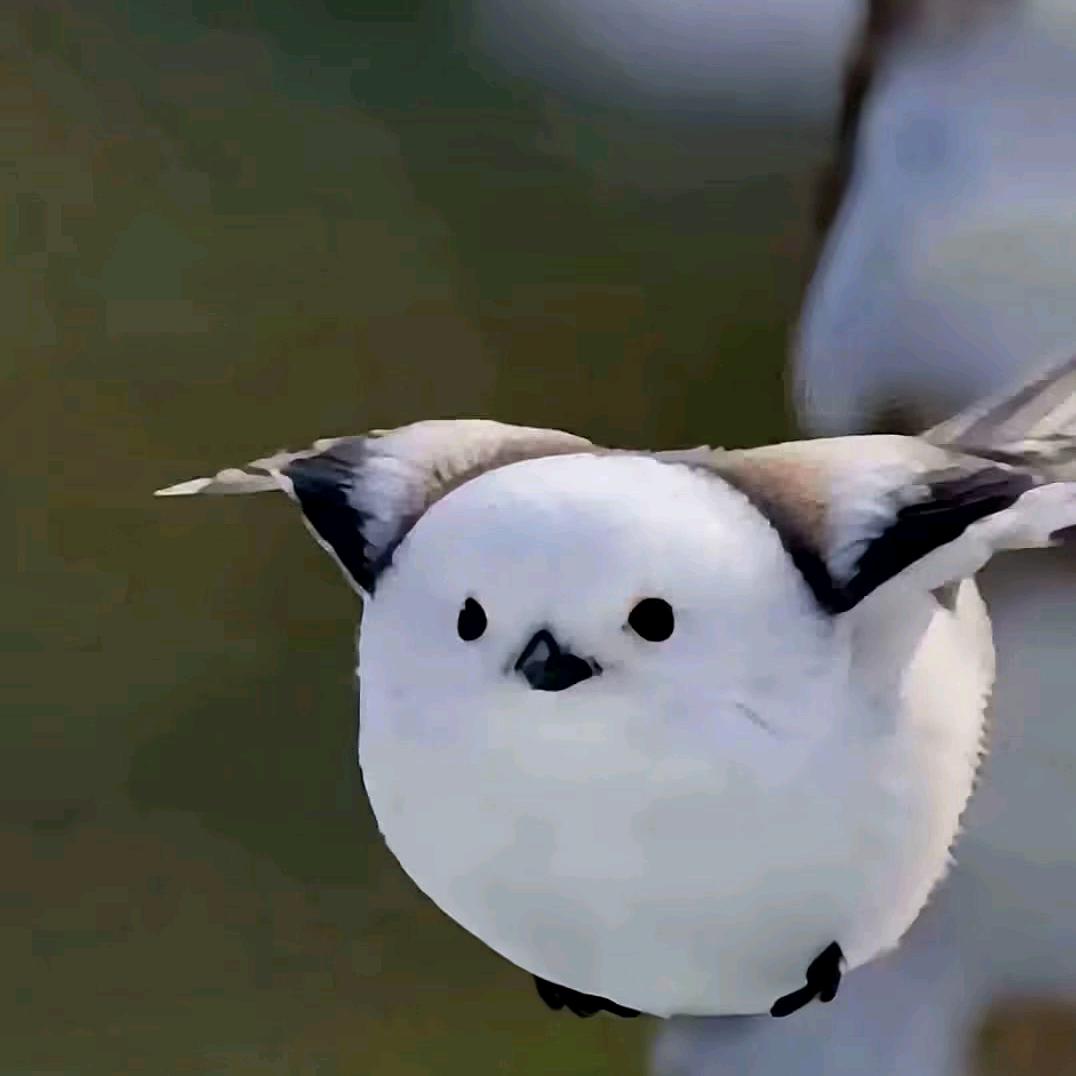 *苏