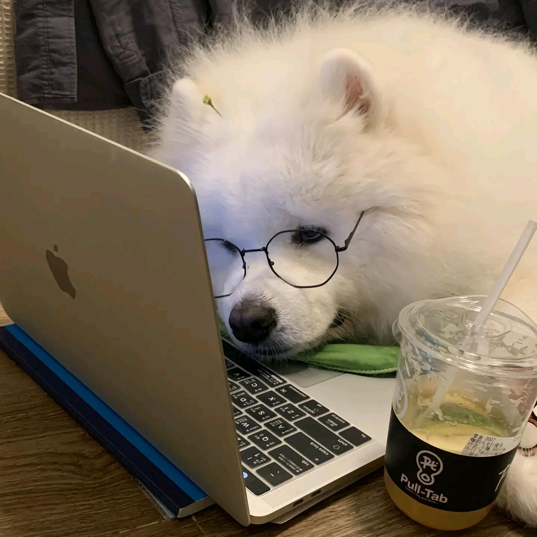 🐶动吸