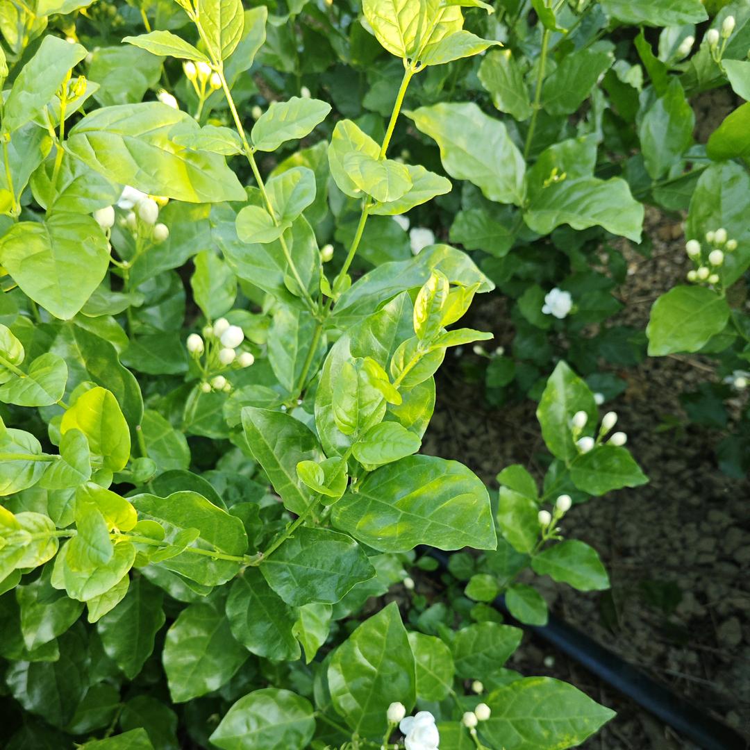 在灵山做美缝 小劳姐