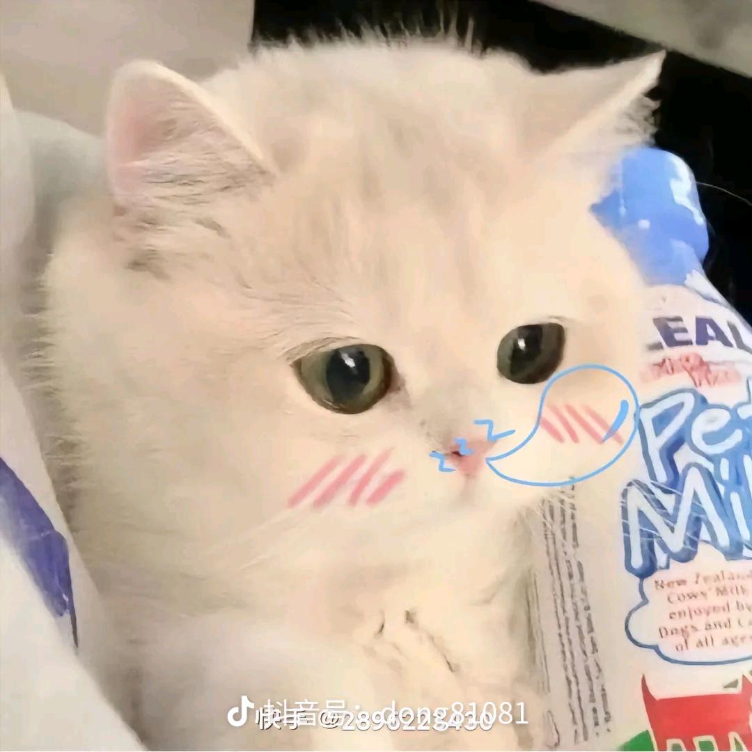 爱圆圆的沈宁希❤️(柯祥)