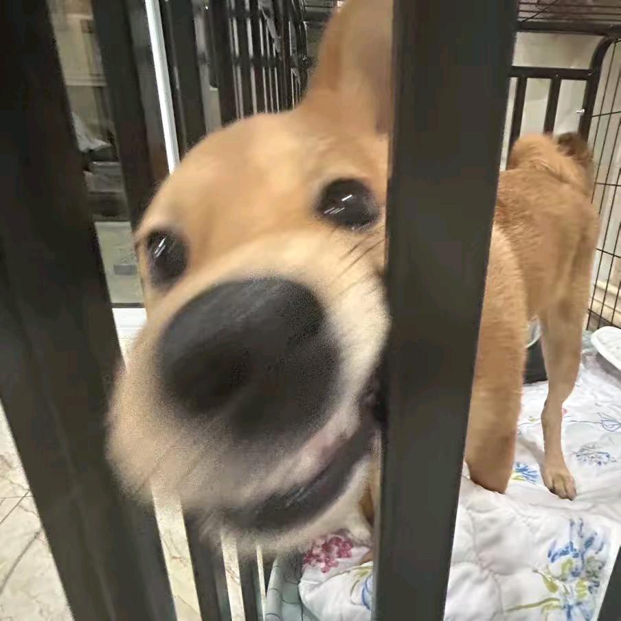 空白O头像