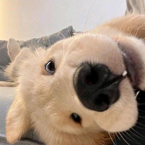 （lolm）马铃薯小鬼