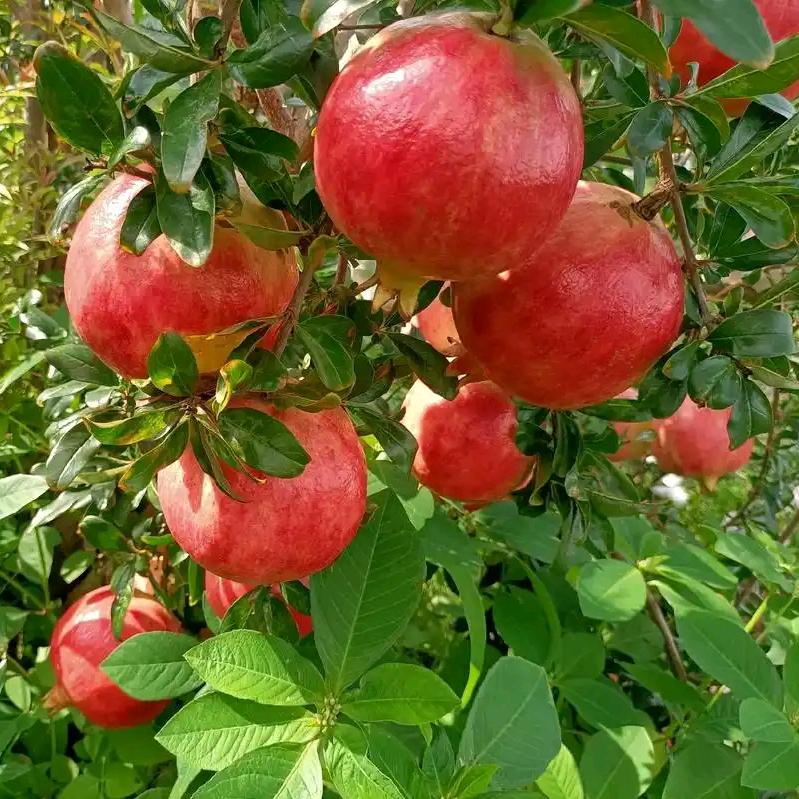 平邑县翠苗苗木销售经营部（个人独资）企业店