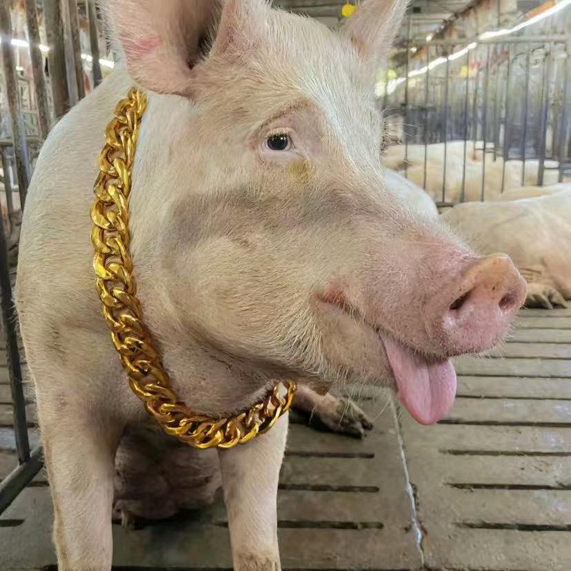 猪大肠🐷