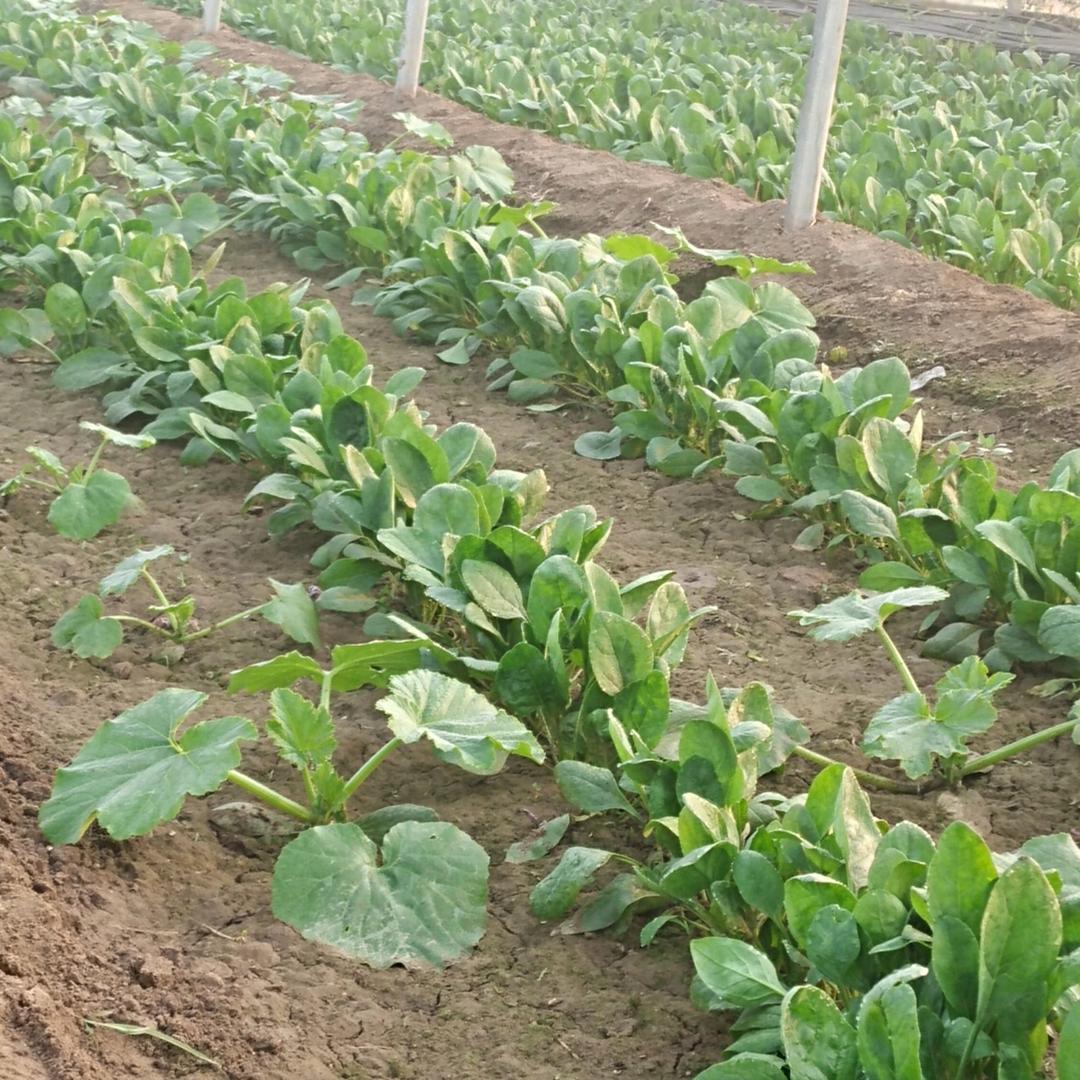 17.8906 4+857447717+