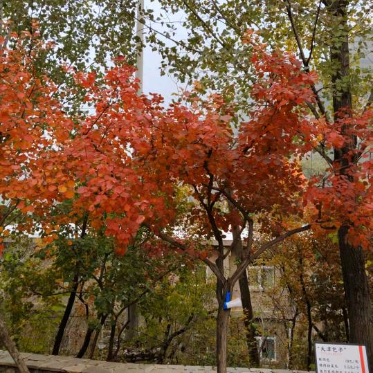 北京香山红叶红了
