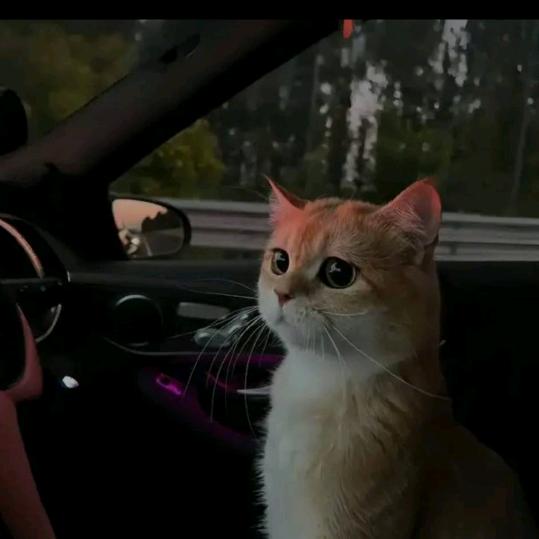 天猫