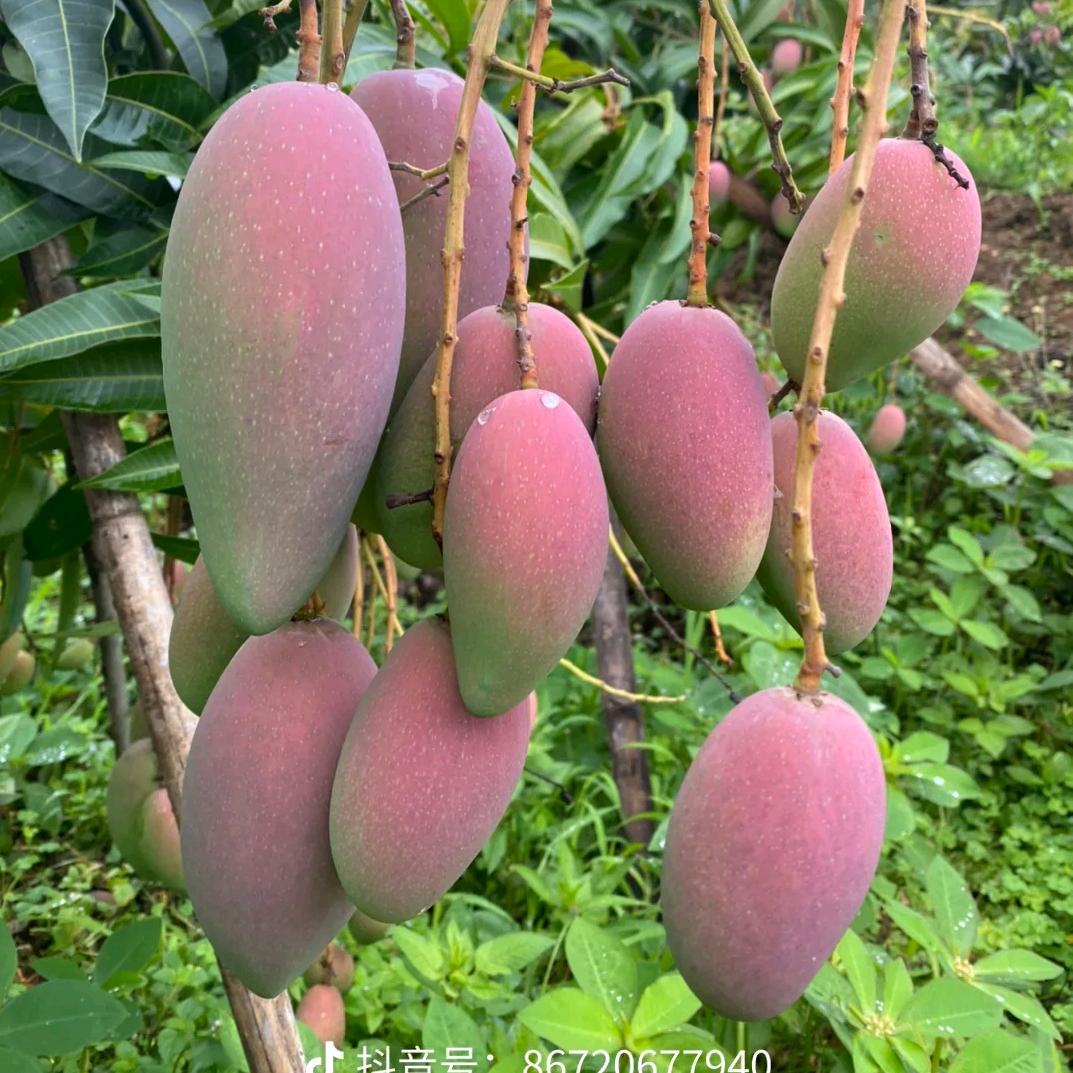 农民芒果