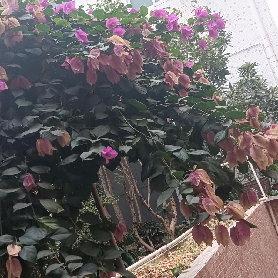真心的交代