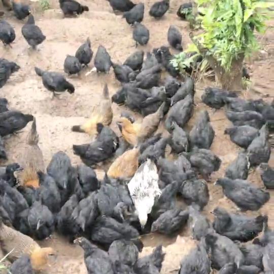 丑小鸡🐥🐥