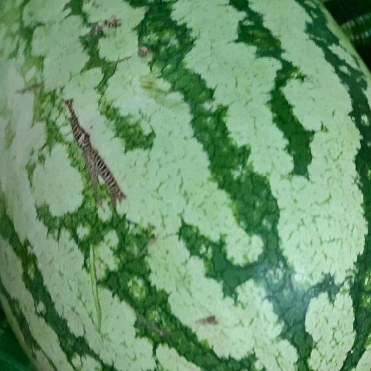 🌱一笑而过🍏