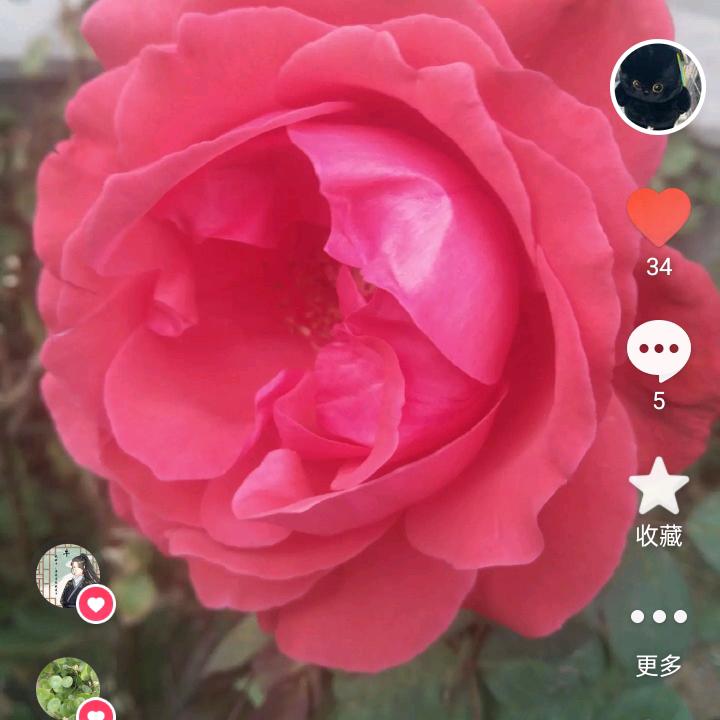 唯美夏花