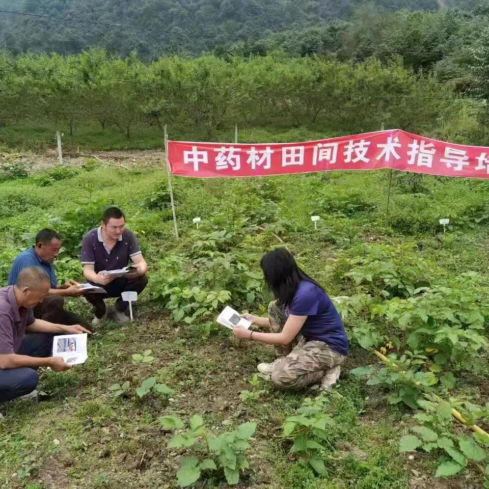 香料种植批发
