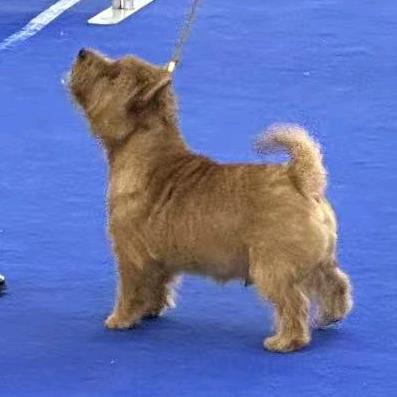 @维奇英皇犬舍