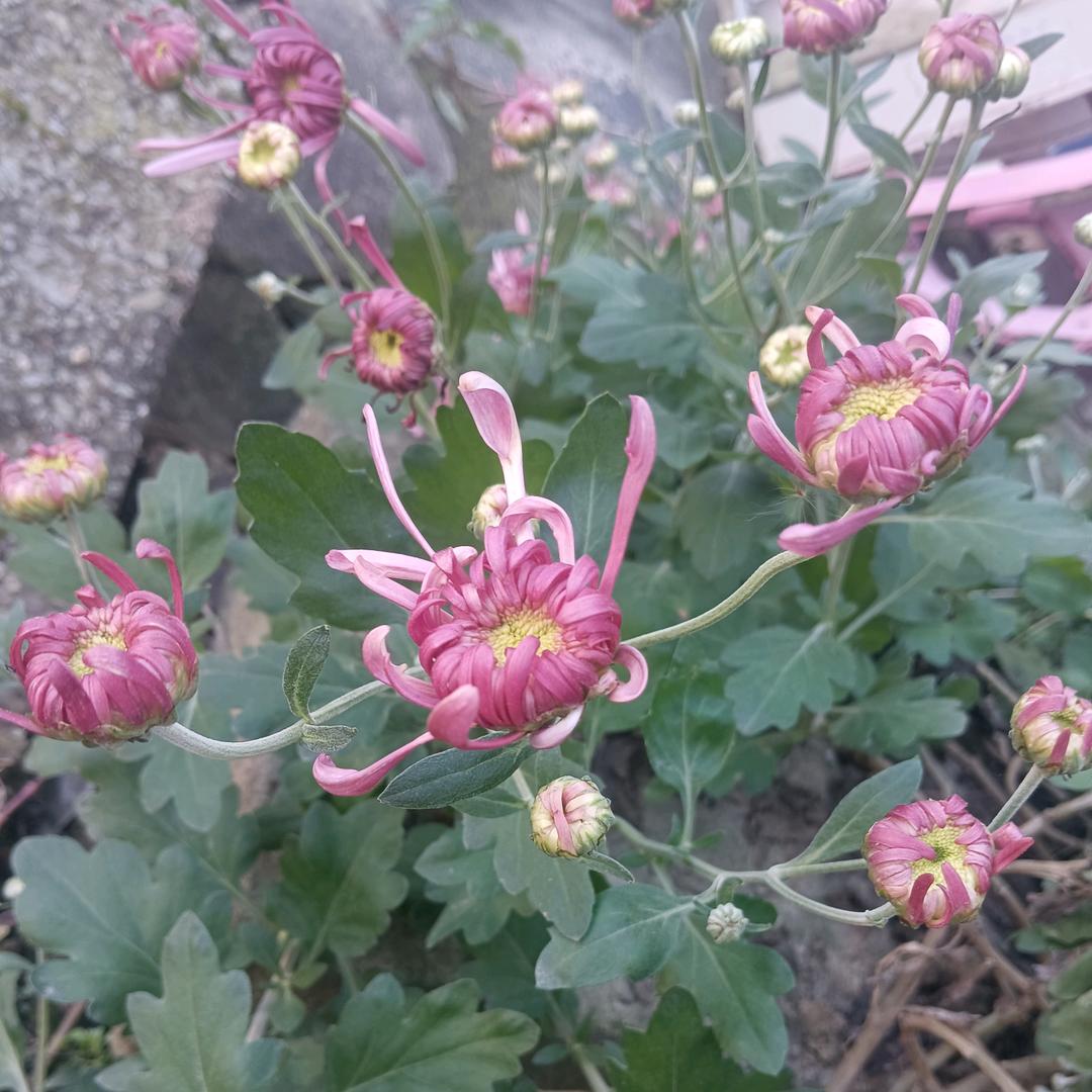 春暖花开🌞