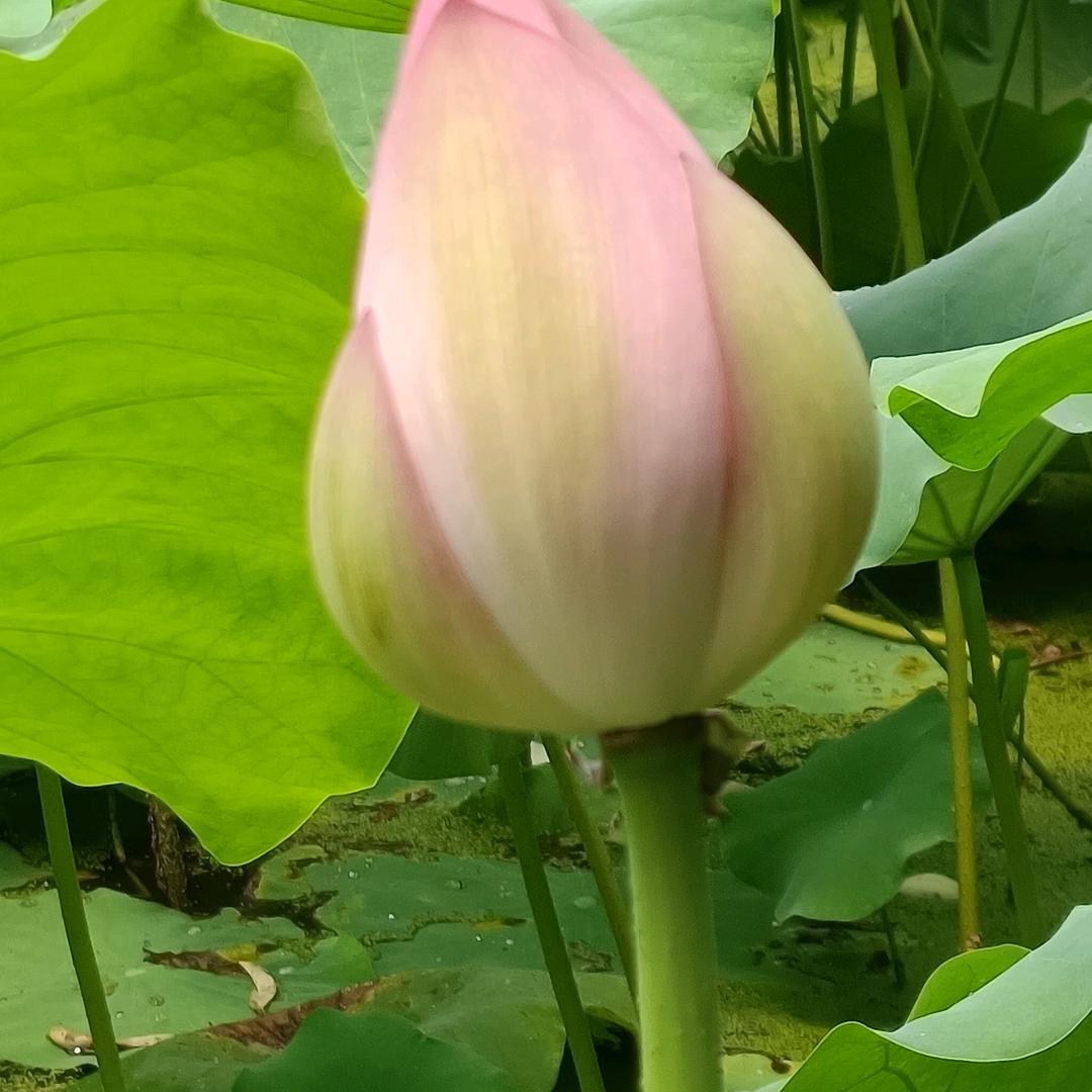 外星来客