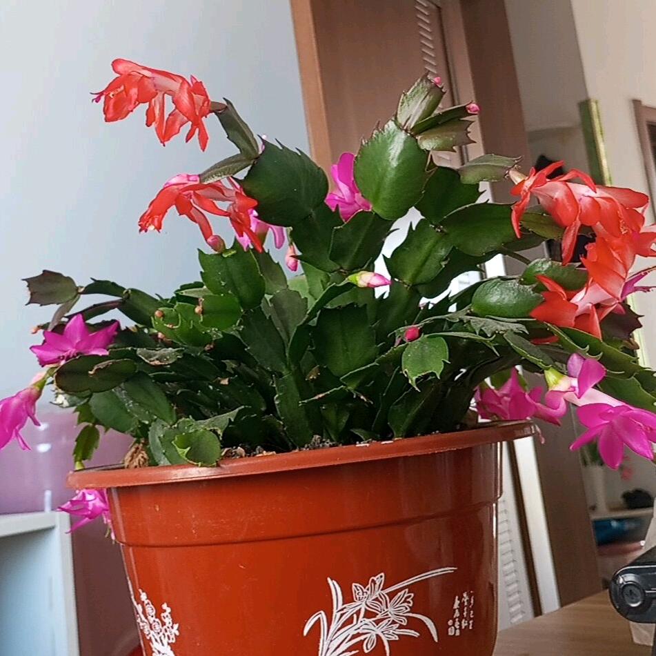 云淡风轻