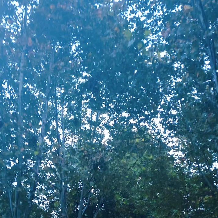 韧草