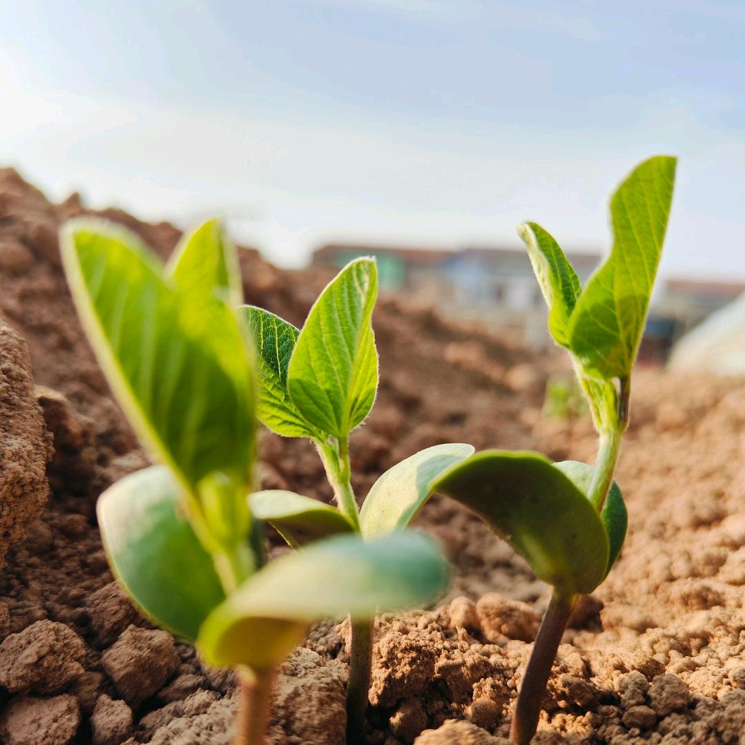 河南桐华食品有限公司