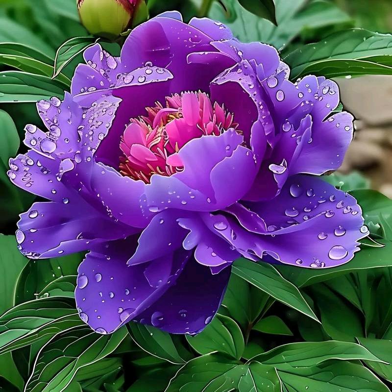 四个宝贝的奶奶