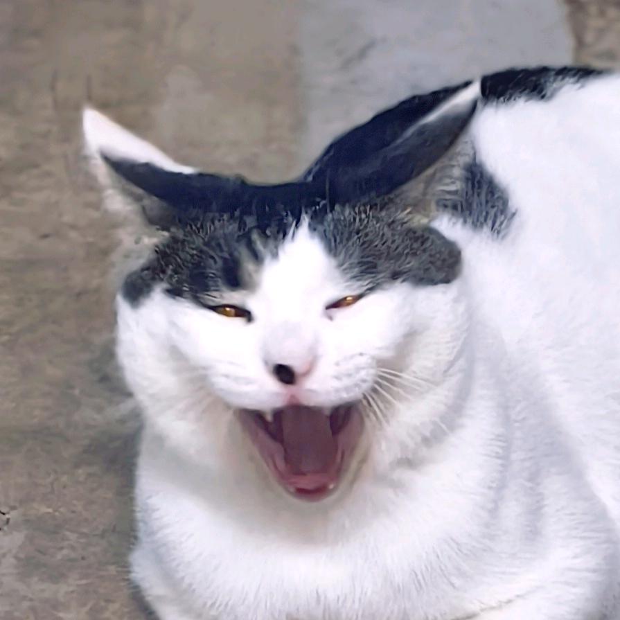 宅家的猫
