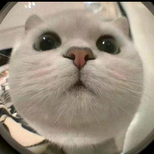 小夭