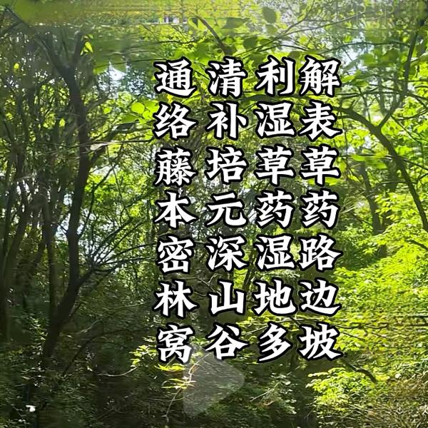当代采药人