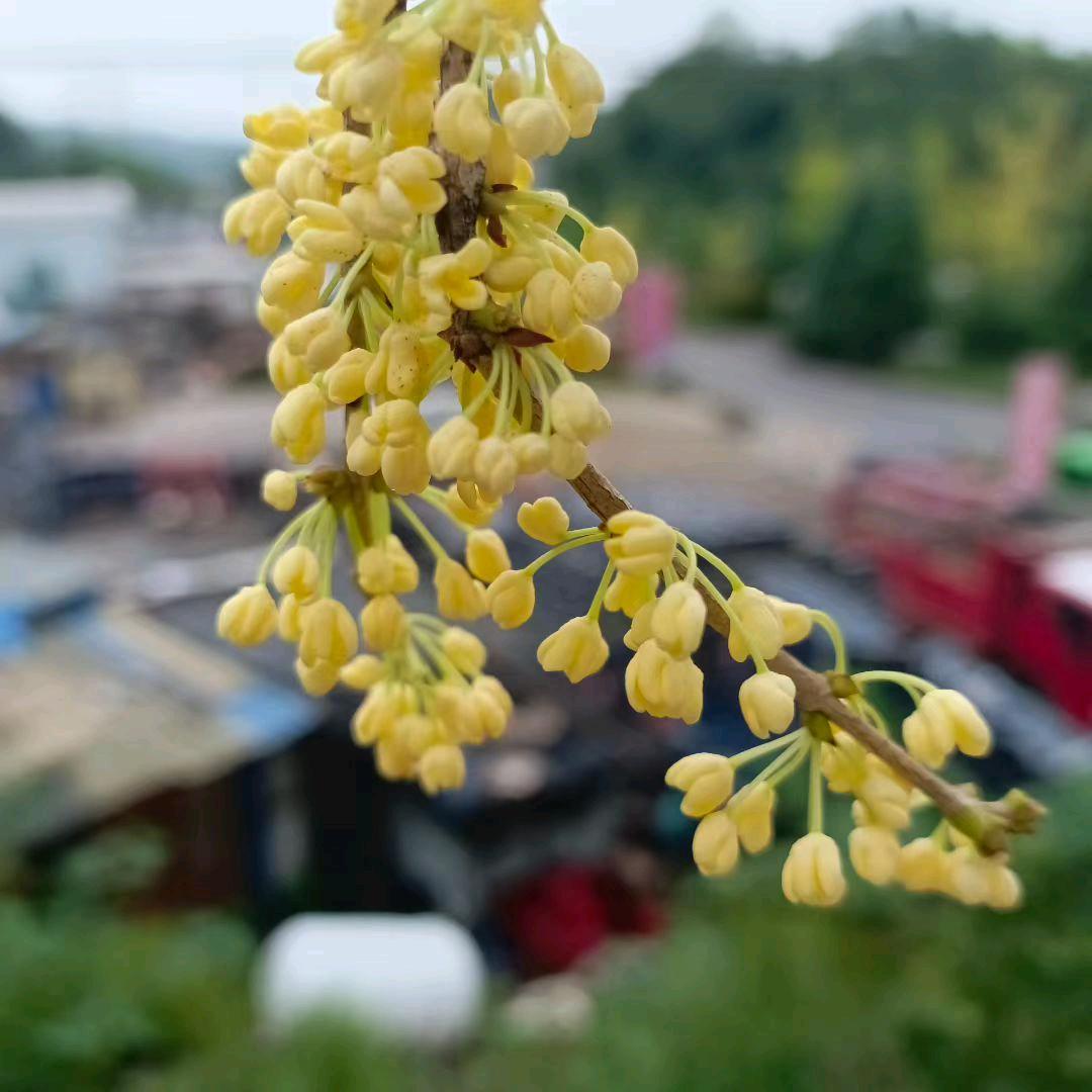 专业换琉璃瓦小张