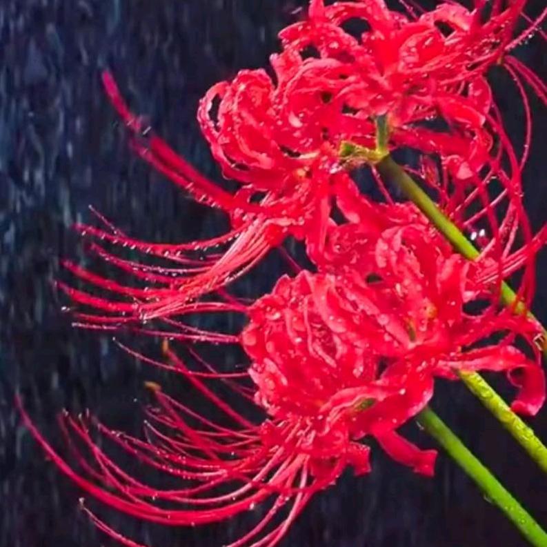 💞๓᭄余生ᝰᩚ随心💞࿐ᩚ