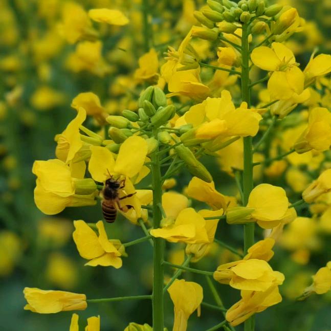 小姜NCISSA POLO(梧州龙湖店)