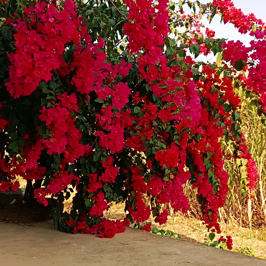 每日开心过一天