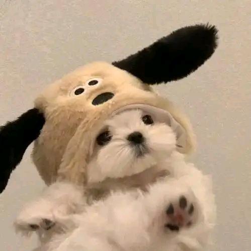 毛团团