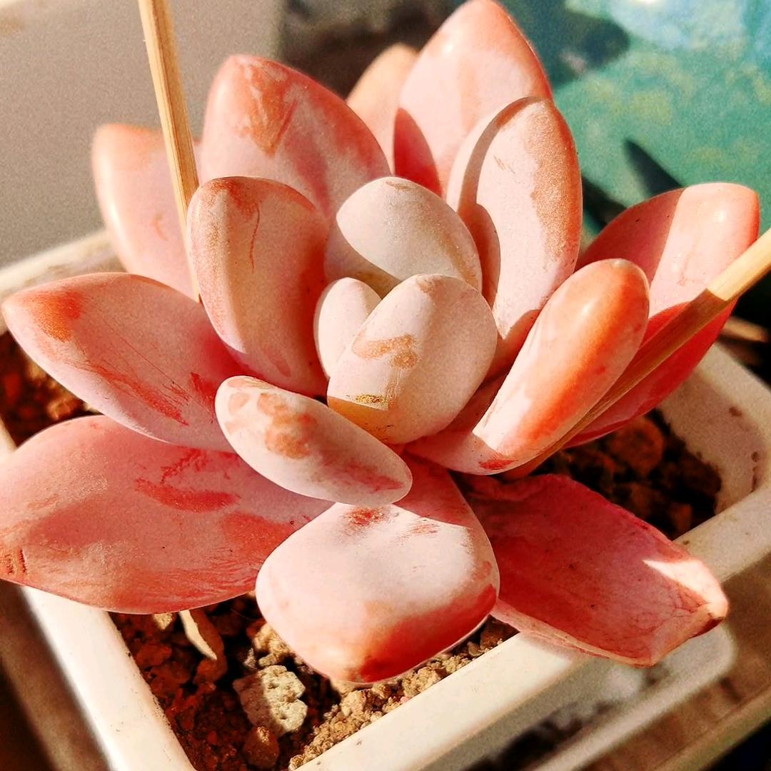 百鸟朝凤