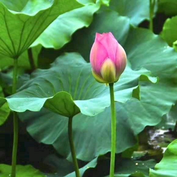 ღ᭄随心流浪໑ຼ₀₂₄?