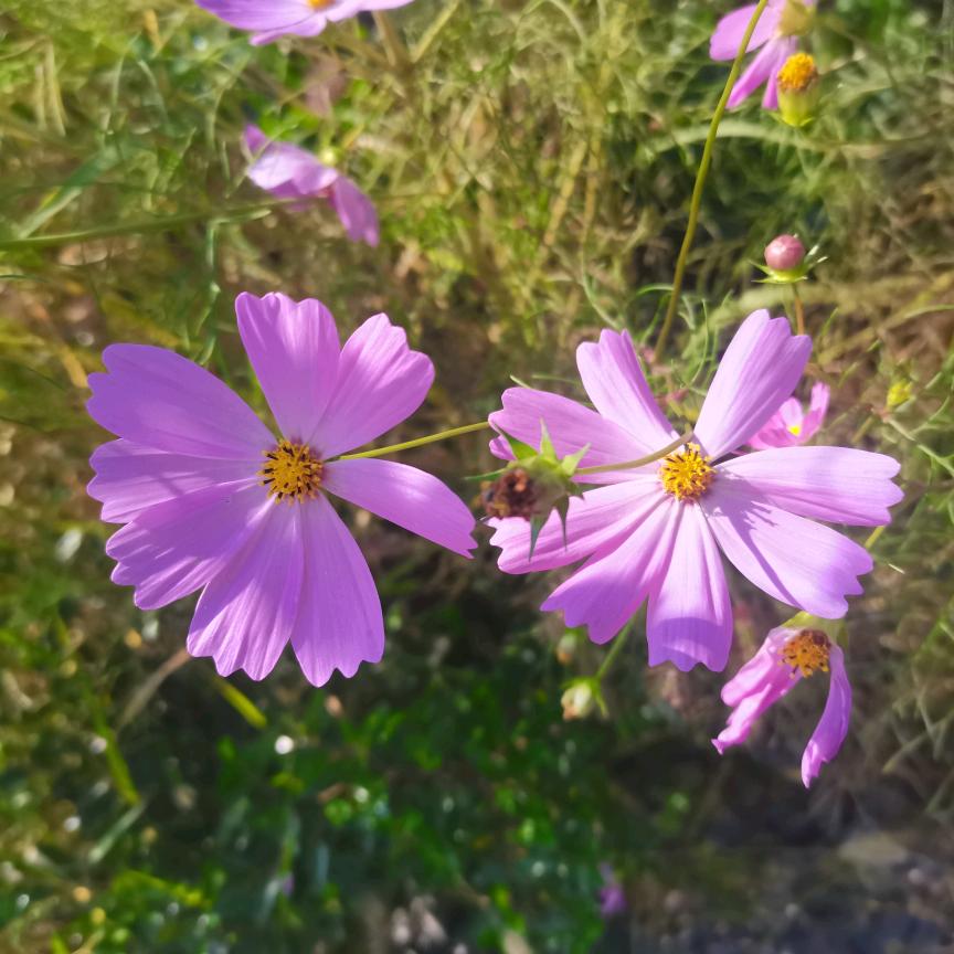 阳阳乐乐的快乐生活