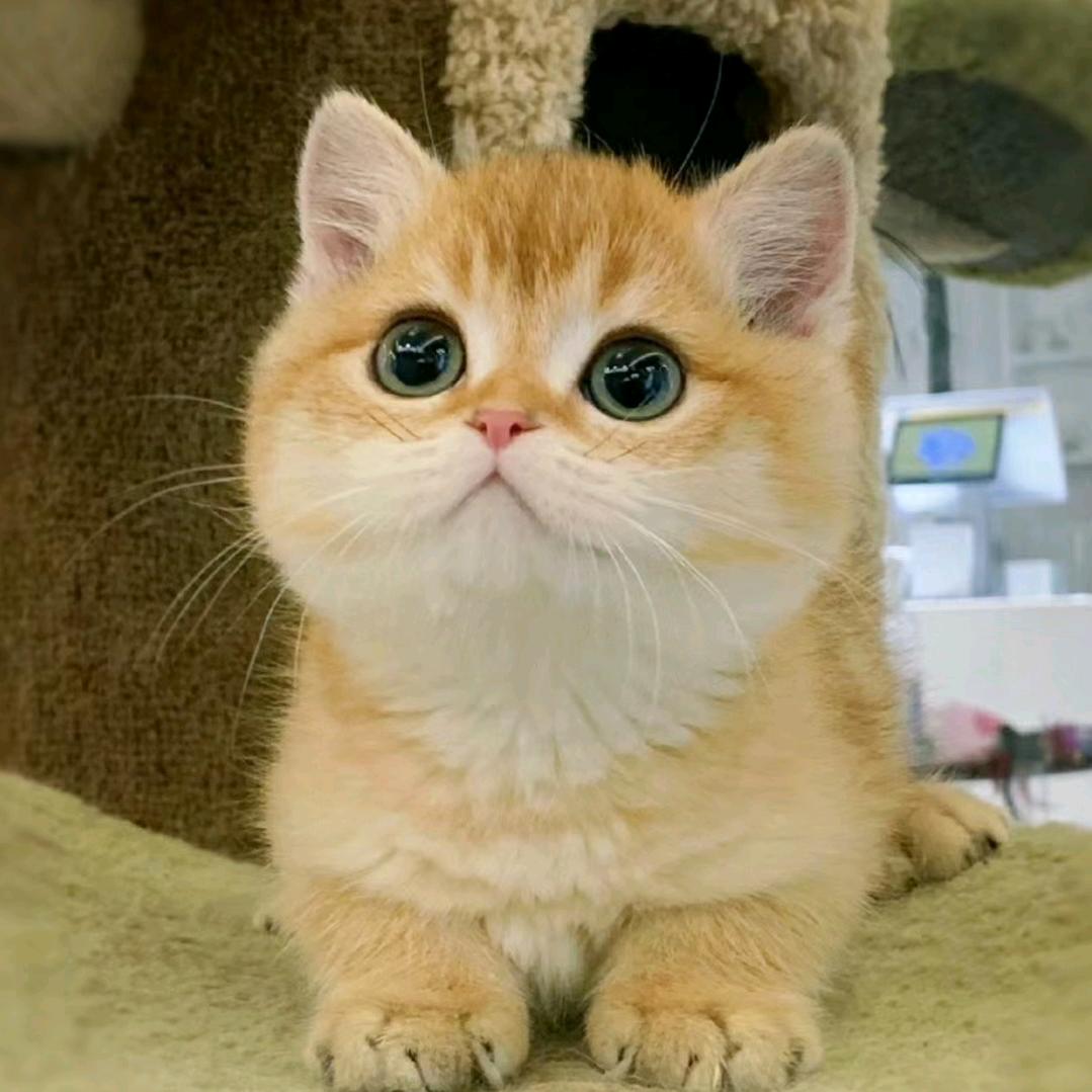 辛露猫猫领养馆