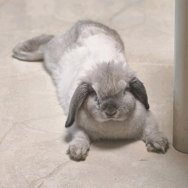 🌈小兔子灰灰