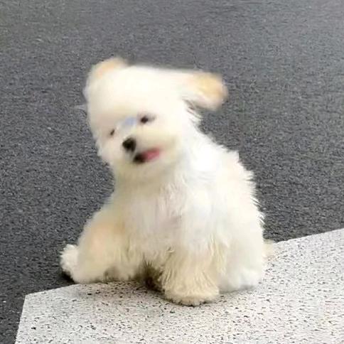蟹粉狮子头再加半斤糖