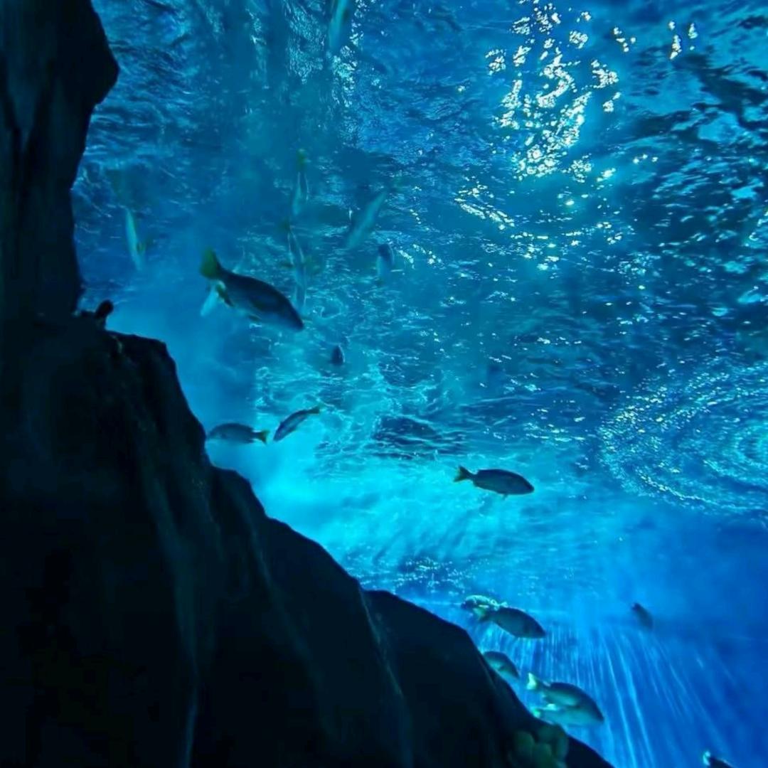 霜渡