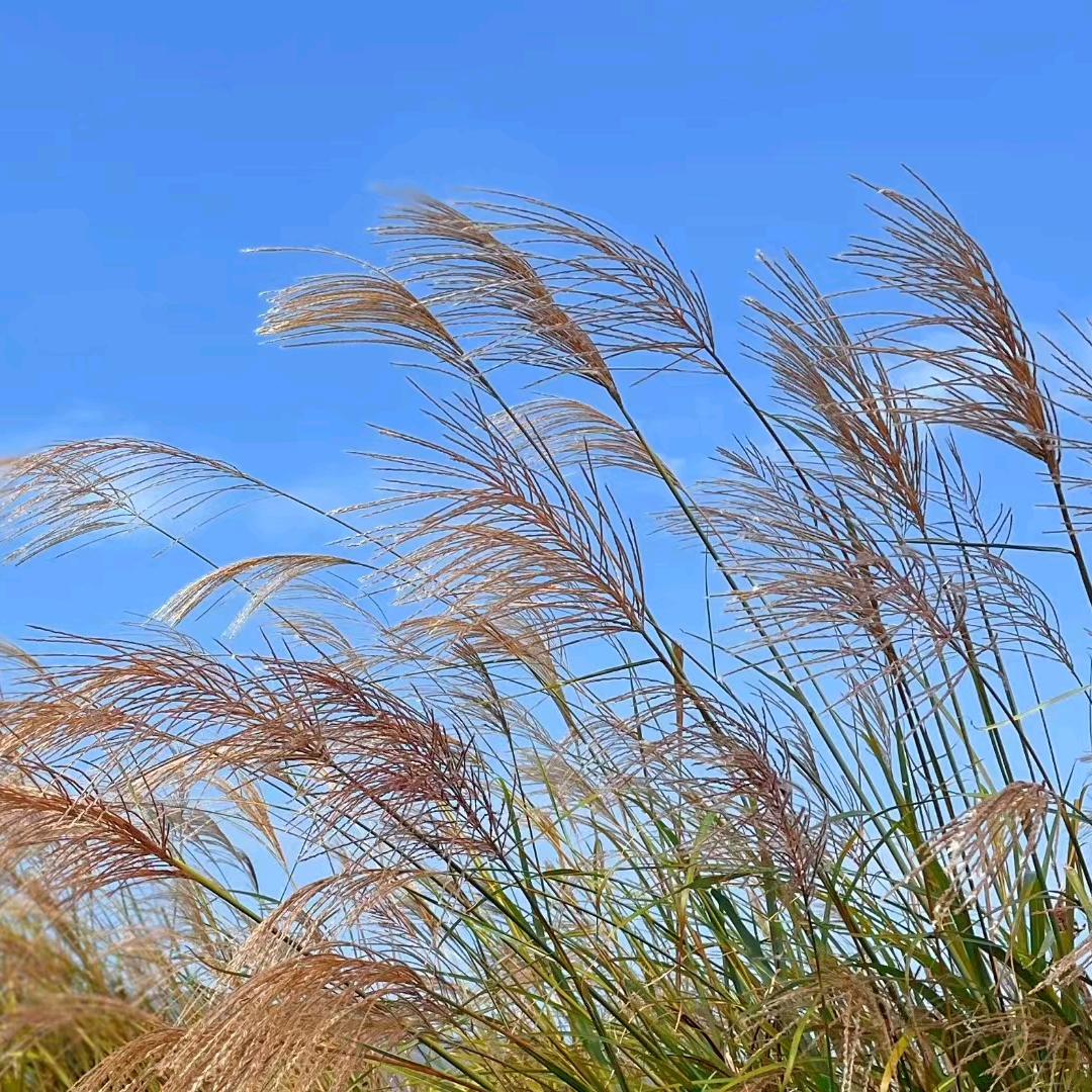 莫小芳（浅遇）意尔康桂林兴安店(联营)
