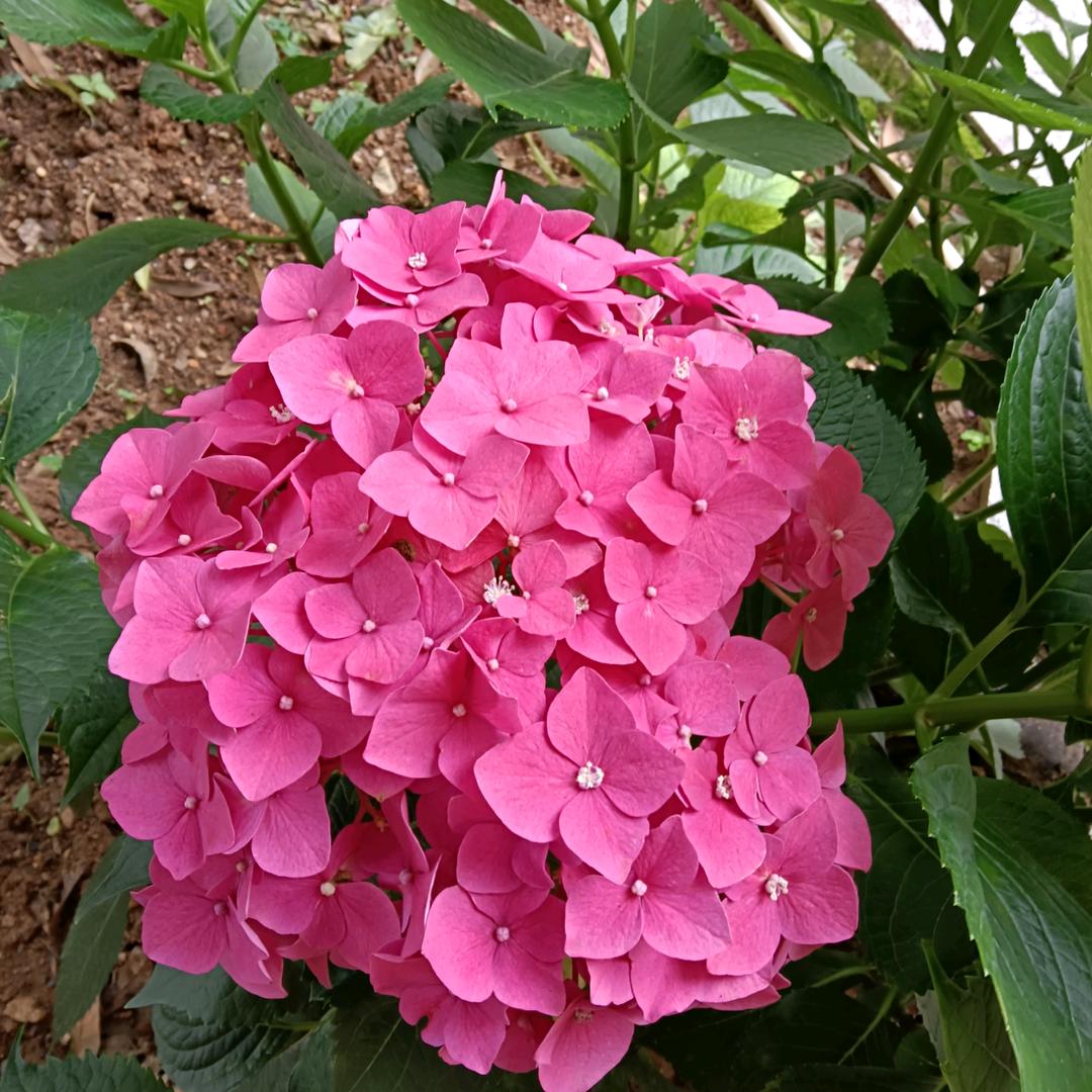 李红英