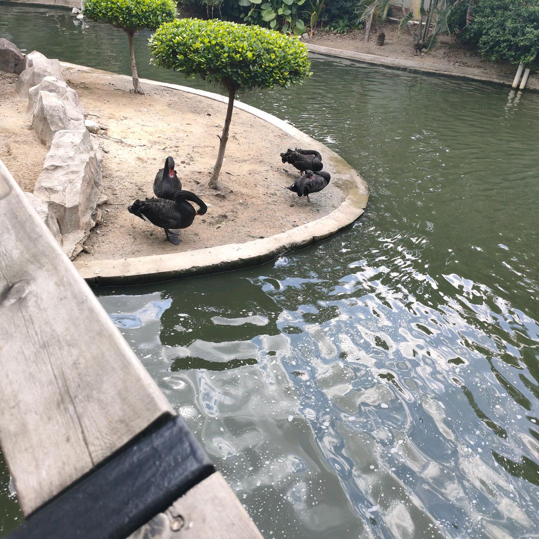 所求皆所愿
