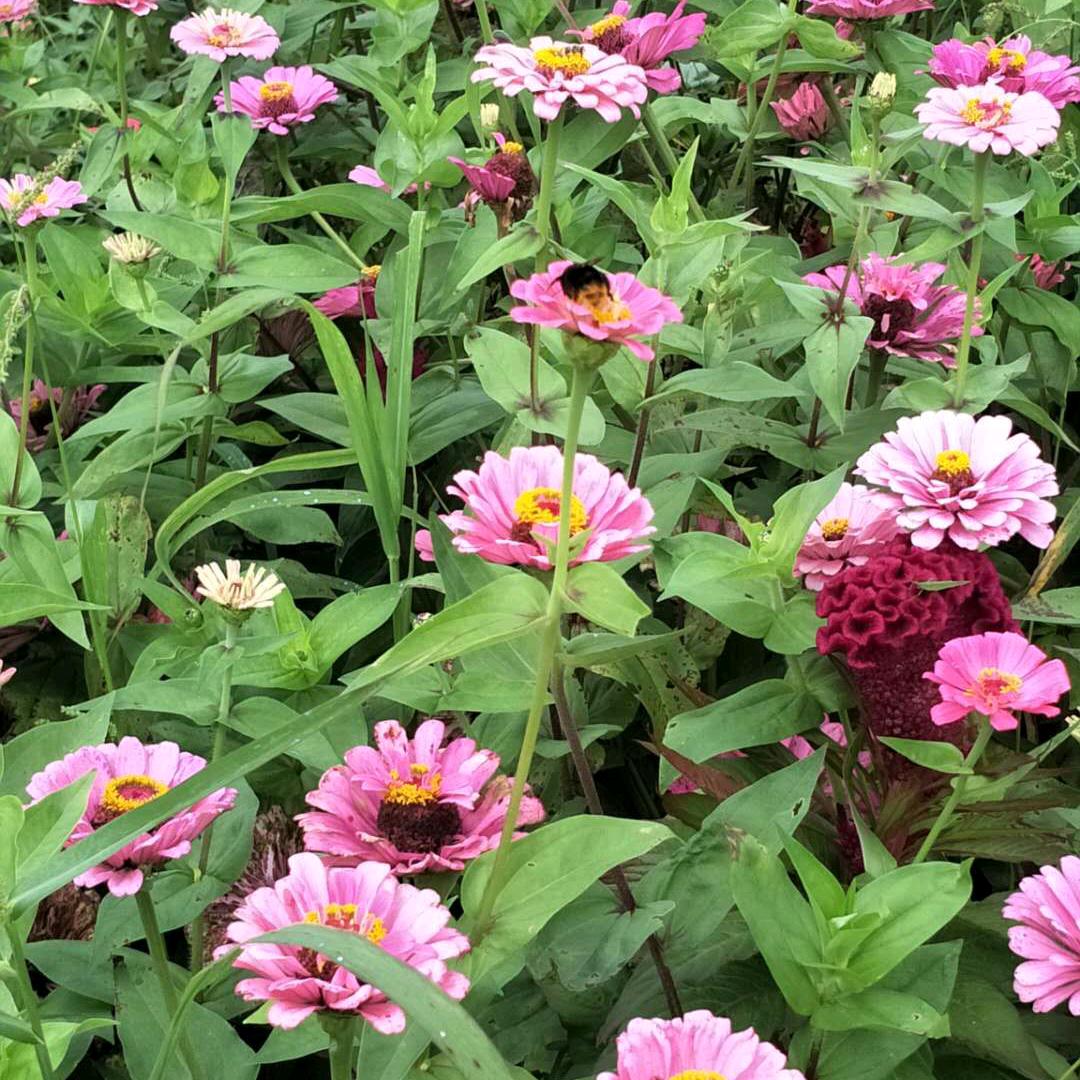 花容月貌